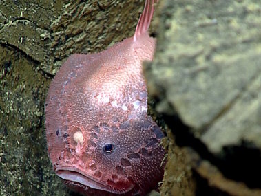 A deep-sea anglerfish living within the pillow basalts. You can see its round lure in between its two eyes. This fish is an ambush predator that waits for prey to be attracted by the lure before rapidly capturing them in one gulp with their large mouths.