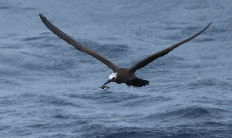 A brown noddy has plucked what appears to be a piece of algae from the water just offshore of Palmyra Atoll. Photo: Scott France