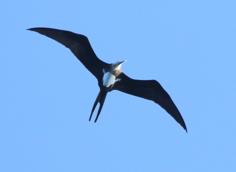 Lesser Frigatebird.