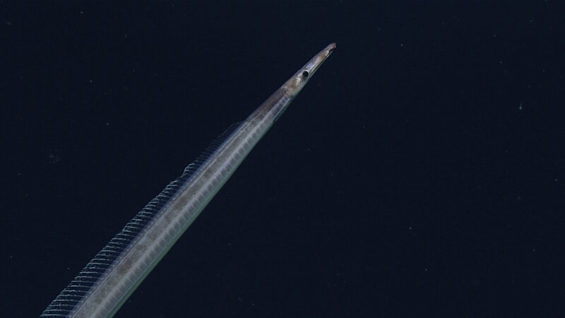 A duckbill eel was observed early in our dive on Jarvis Island. 