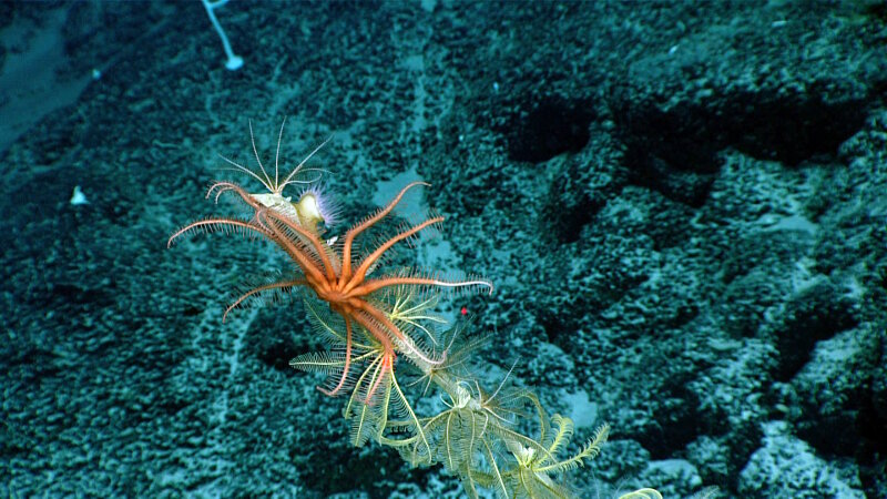 Brisingid at “Kahalewai” seamount, Dive 04 of the Mountains in the Deep expedition.