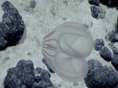 On Dive 9 at Verdi Seamount, the team observed this ctenophore that may be new to science as it is an undescribed species and in an undescribed family.