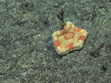 This cookie star was identified as Sphaeriodiscus ammohiluis. It has distinctive alternating bands of darker and lighter orange. This animal was found at 363 meters depth.