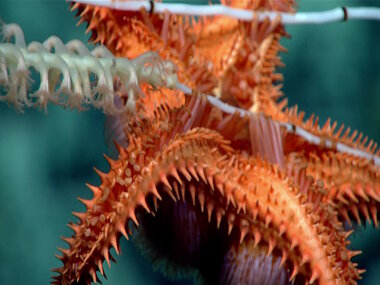 One of many sightings during today’s dive of a seastar feeding on coral. Here you can see a Calliaster sp. seastar tube feet feeding on bamboo coral.