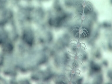 This Primnoid coral was observed at a depth of approximately 3,280 meters while diving on “Beach Ridge”. Participating scientists suggest this may be a new genus due to the arrangement of the polyps on the main stalk.