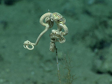 Umbellula sea pens are sediment dwellers. This one has a mysid keeping it company. Mysids are commonly known as opossum shrimp, because they have brood pouches. You can catch a glimpse of the full red brood pouch as two red dots on either side of this mysid’s midsection.