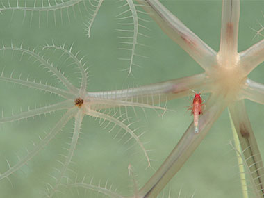 Umbellula sea pens are sediment dwellers. This one has a mysid keeping it company. Mysids are commonly known as opossum shrimp, because they have brood pouches. You can catch a glimpse of the full red brood pouch as two red dots on either side of this mysid’s midsection.