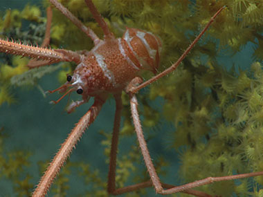 A chirostylid squat lobster hangs out in an octocoral fan (Paramuricea sp.) that has been overgrown with colonial anemones (zoanthids).