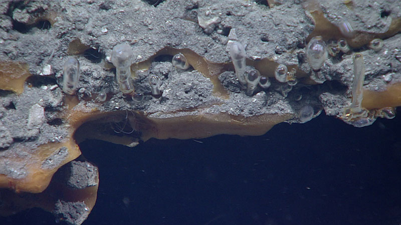 Pink “ice worms” are visible beneath the overhang in the center left part of this photo.