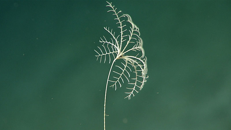 This sea lily may be the poorly known Monachocrinus caribbeus, the only member of its family, Bathycrinidae, previously recorded from the Gulf of Mexico.