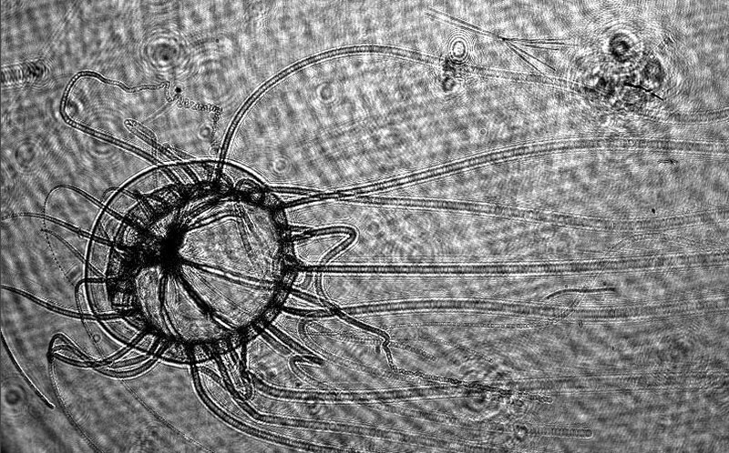 On the finest scales, we are making measurements of the scattering properties of microbial particles and collecting holographic imagery of these particles for classification with a prototype system, as in the image shown above.