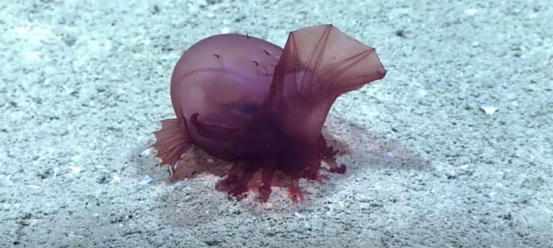 Swimming sea cucumber