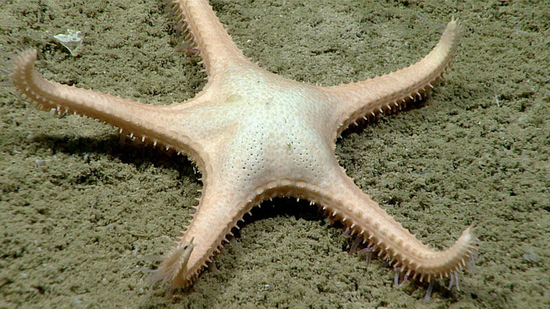 Circeaster new species in the Pacific Ocean's Musicians Seamounts and now this Atlantic star – are they the same species?