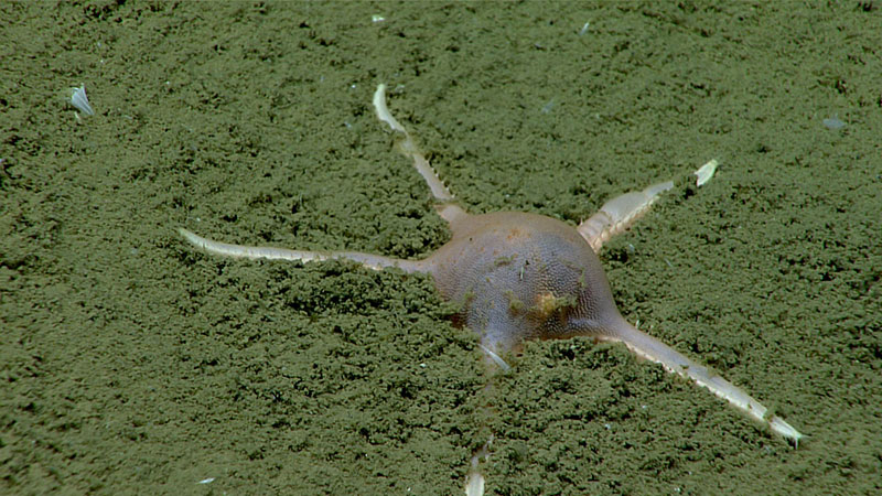 One of the most frequently encountered groups of sea stars around the world, and especially in the deep sea, is called the Paxillosida—more commonly known as the sand or mud stars.