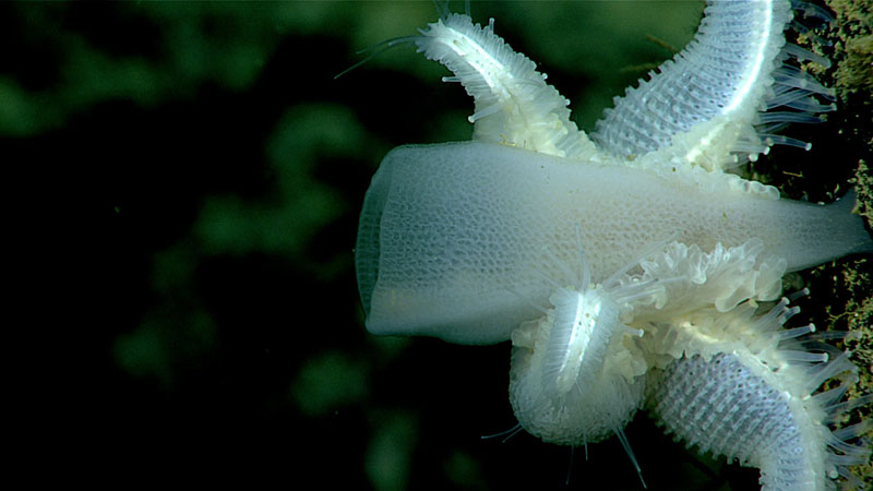 Pythonaster devouring a glass sponge.