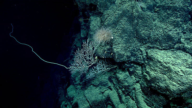 Figure 4: Image of steeply inclined exposed rock on the Florida Escarpment from Dive 11 of the Gulf of Mexico 2018 expedition.