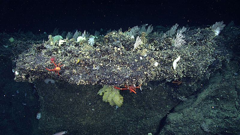 Figure 5: Image of a dense and diverse coral community from Dive 11 of the Gulf of Mexico 2018 expedition.