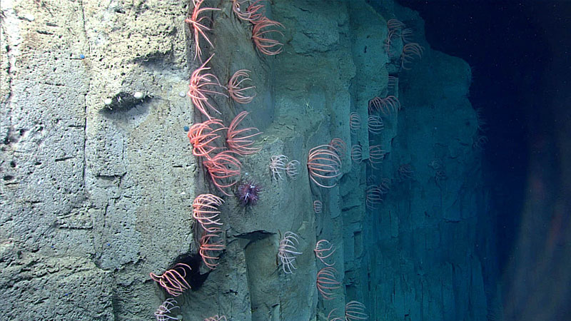 Brisingid sea stars