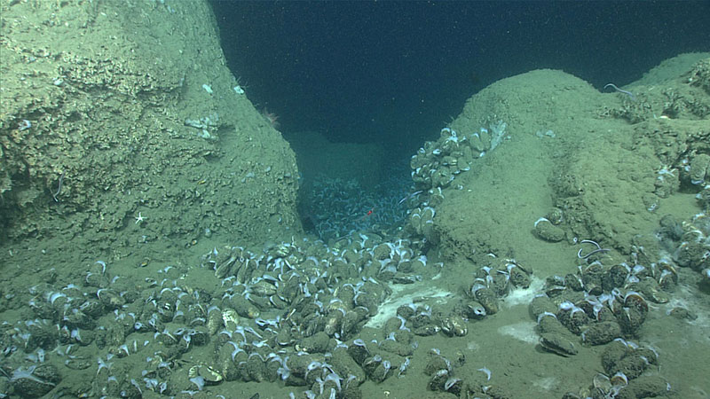 Bathymodiolus mussels and white bacterial mat on dramatic relief created by authigenic carbonate boulders at one of the seep sites explored during the Bodie Island dive.