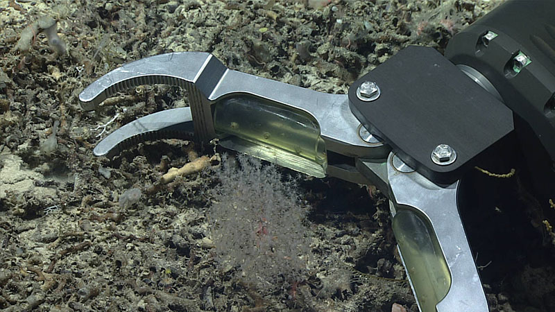 An octocoral and squat lobster associate that were collected on Dive 05 of the Windows to the Deep 2019 expedition. Remotely operated vehicle Deep Discoverer’s manipulator arm is visible as it goes to make the collection.