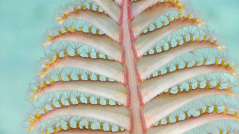 This sea pen was seen during Dive 2 of the Océano Profundo 2018 expedition.