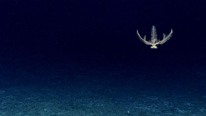 A specimen like this crinoid (Pentometrocrinus sp.) was collected during Windows to the Deep 2019. The only other specimen of this organism at the Smithsonian, which archives biological samples collected during Okeanos Explorer expeditions, was collected in 1963 and was not fully intact, making this collection very important to science. This may also be the first observation of this species swimming.