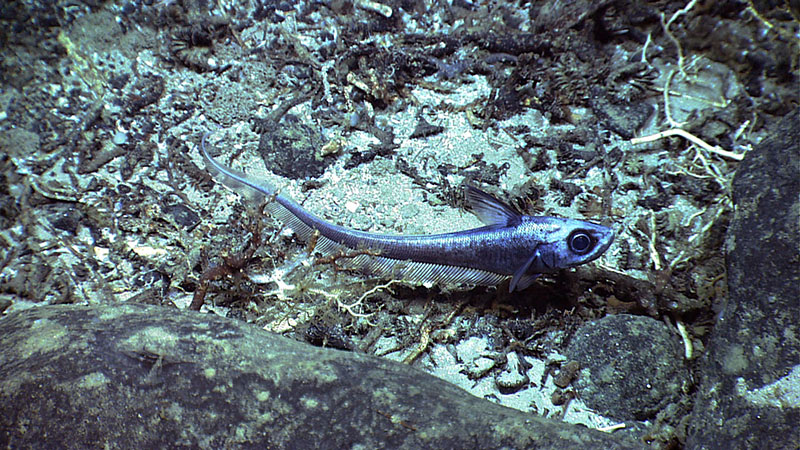 During our 2014 dive on Kelvin Seamount, we encountered only a handful of fish species, including this small grenadier in the genus Macrourus.